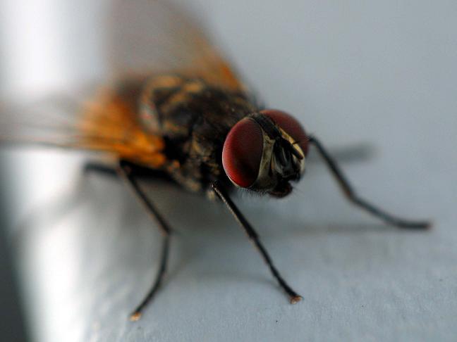 Fly*