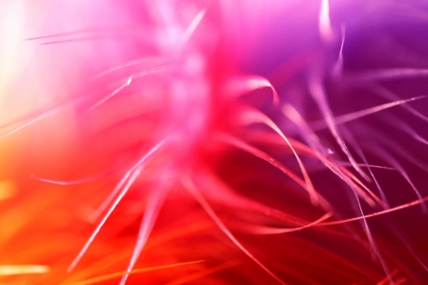 Abstract Feathers In Vivid Color