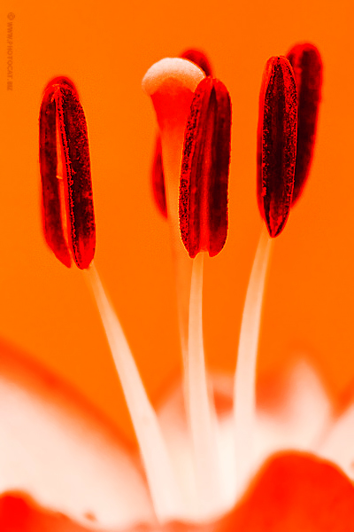 * Orange glow