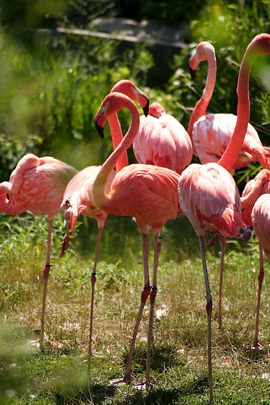 Flamingos*
