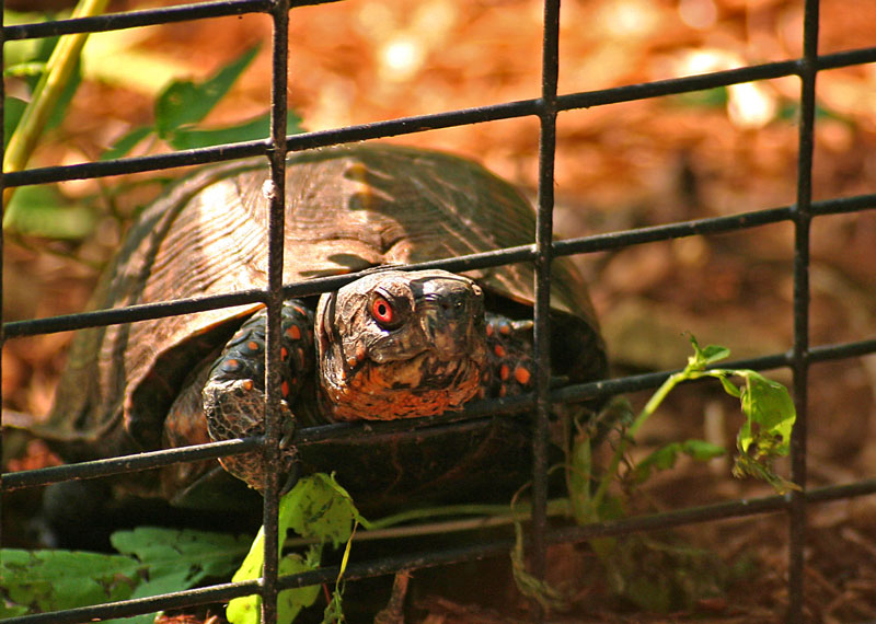 Turtle Attack*