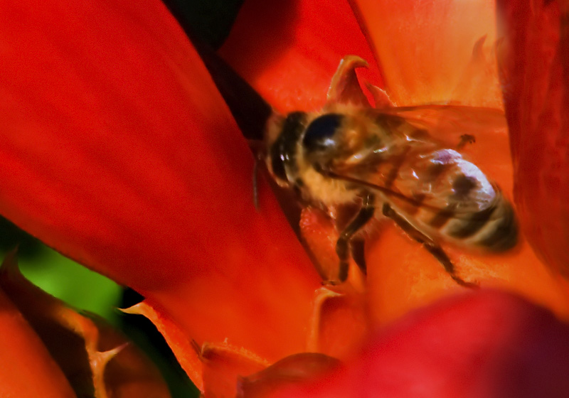 Hollyhock and Bee
