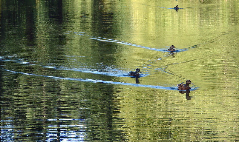 Reflections and Ducks