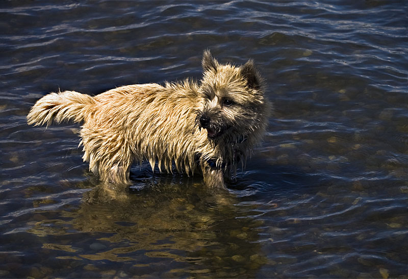 Winnie in the Water