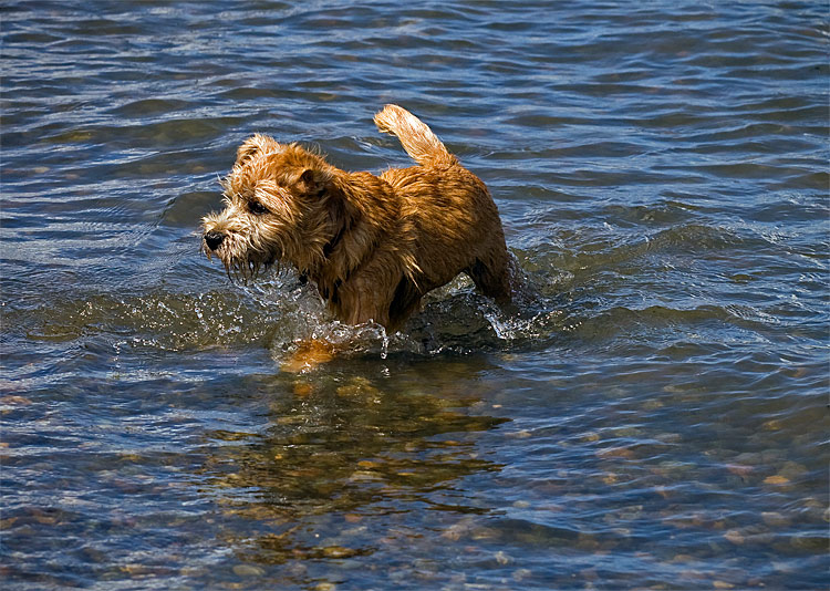 Conan at the Beach