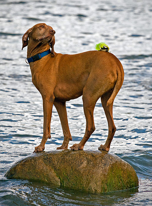 Balancing Act