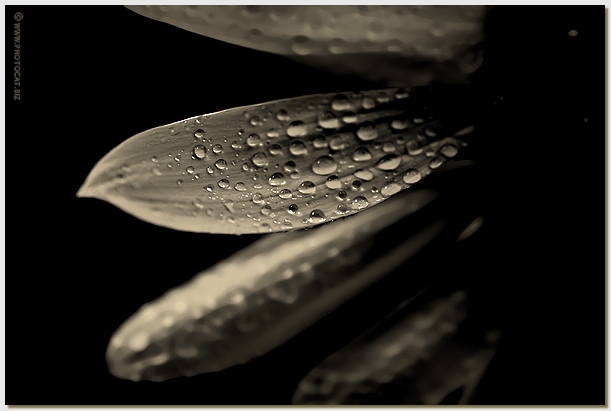 <b>4th:</b> Fresh Petal by Cat
