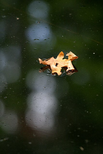 First Leaf*