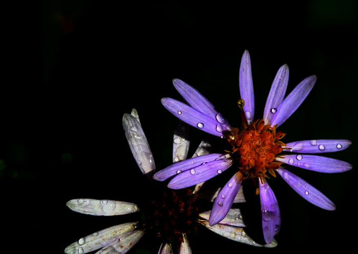 Morning Dew