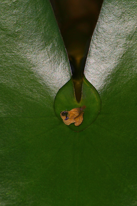 Water Lily