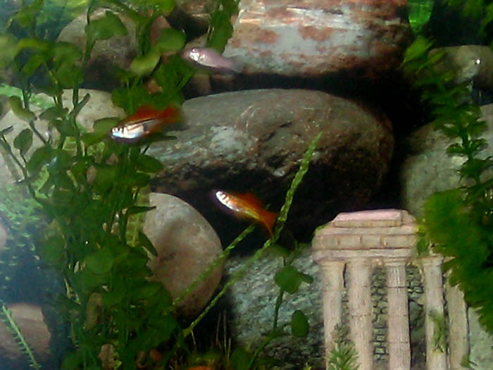 Guppies