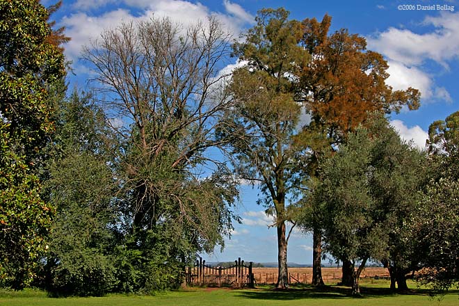 Trees1