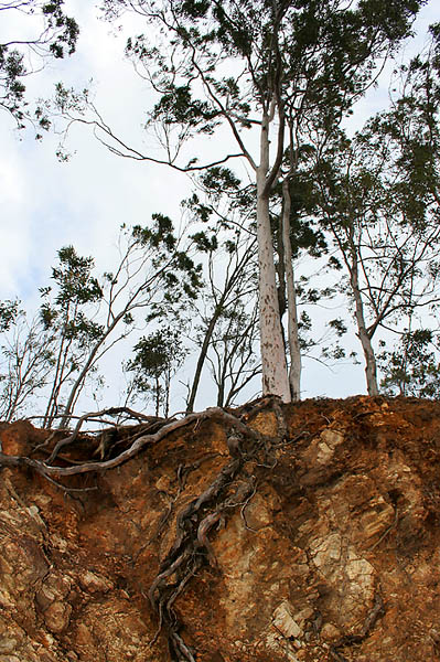 <b>4th:</b> Rooted<br>by Rod