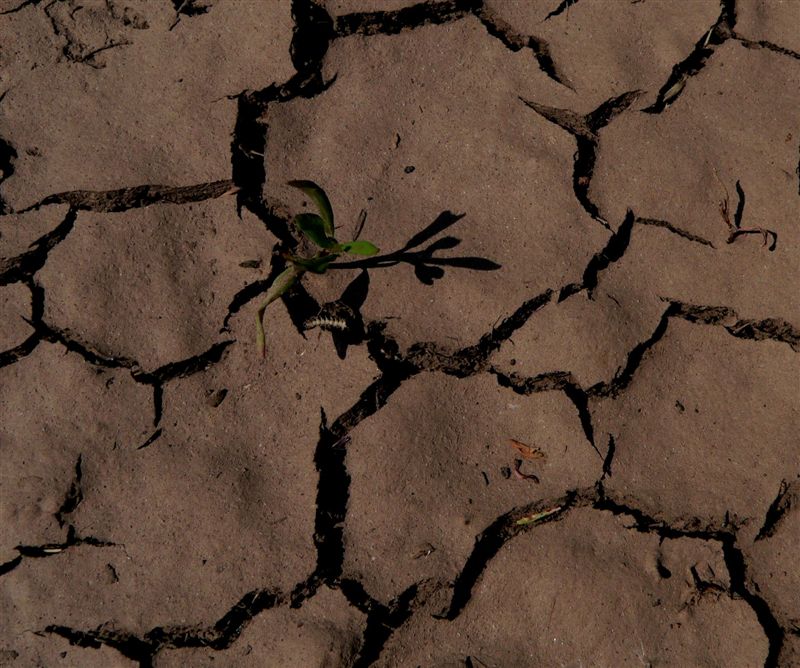 drought*