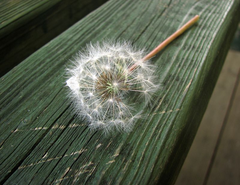 Dandelion*