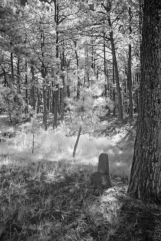 For Rest  in the Forest