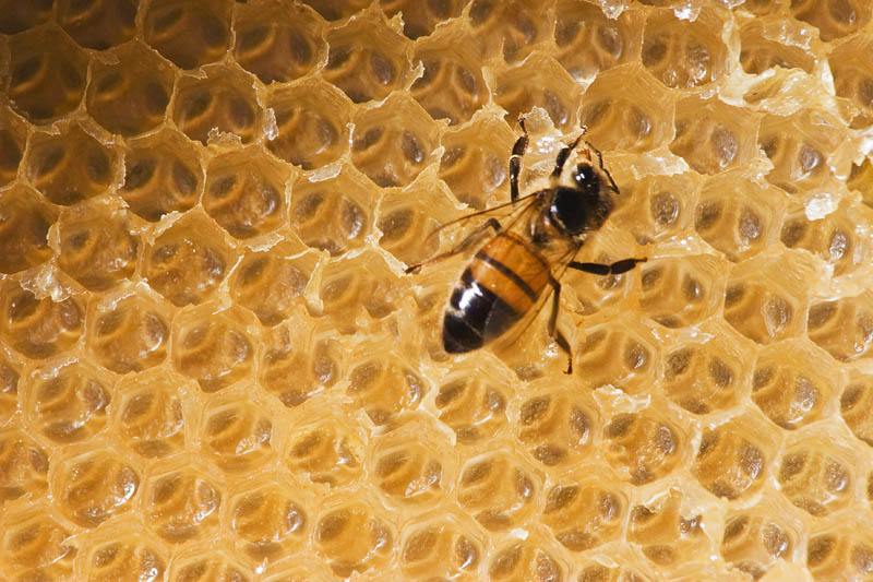 One Beeing