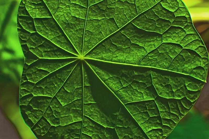 New Leaf