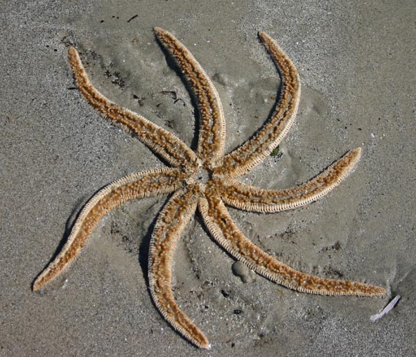 Dead starfish