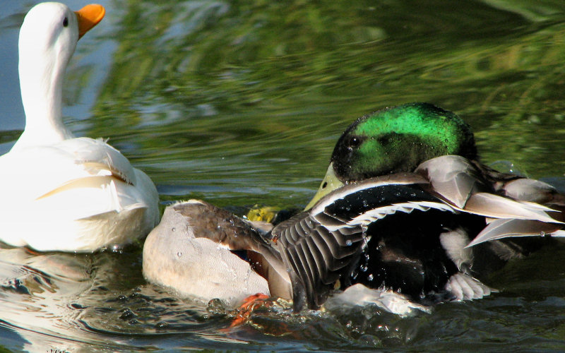 Getting a Ducking*