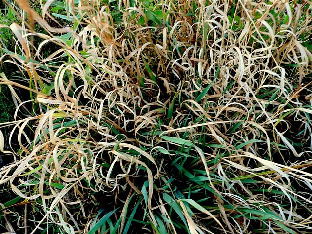 grassssssss*