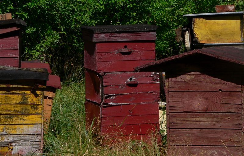 beehive*