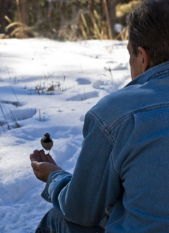 A Bird in the Hand