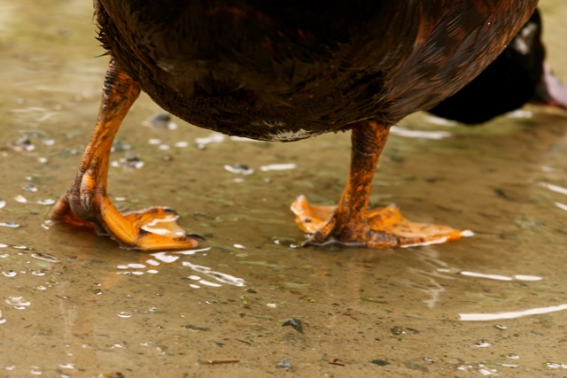duck down
