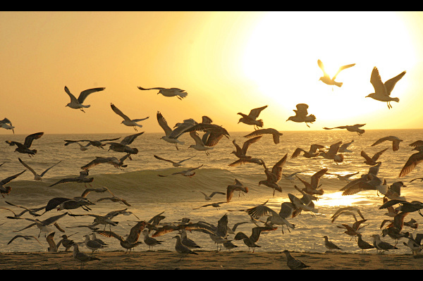 6th - Golden Gulls by Abstract