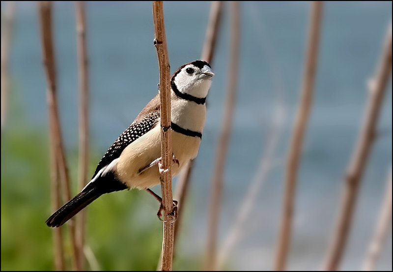 Owl Finch