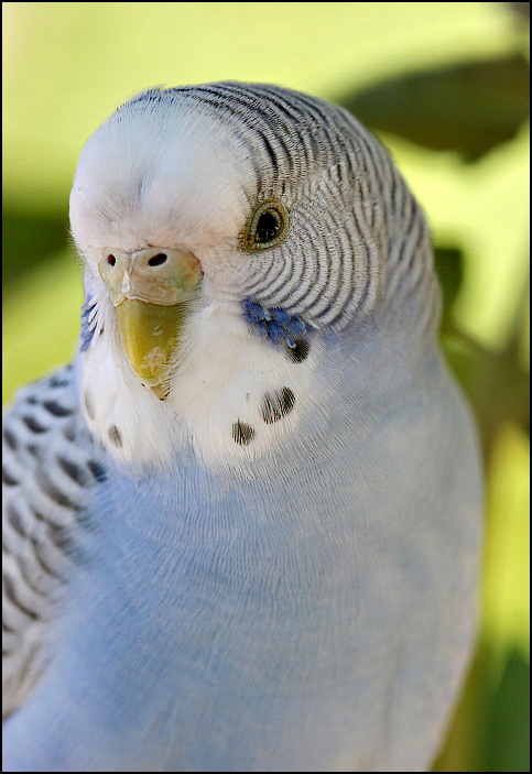 Blue Visitor