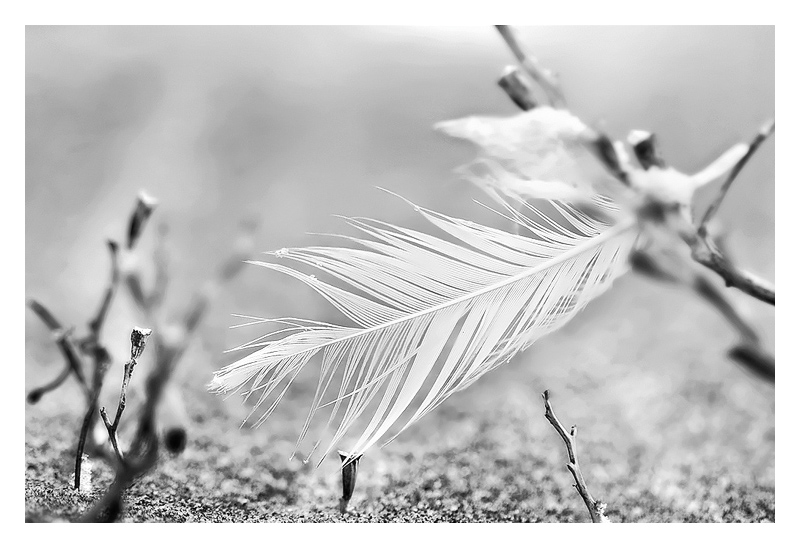 Fallen Angel