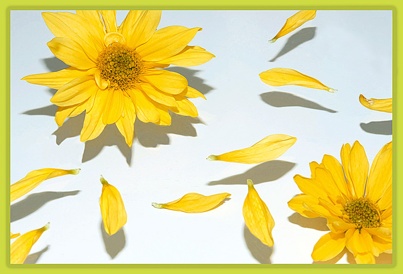 6th (tie) -  Daisies  - by Lydia too