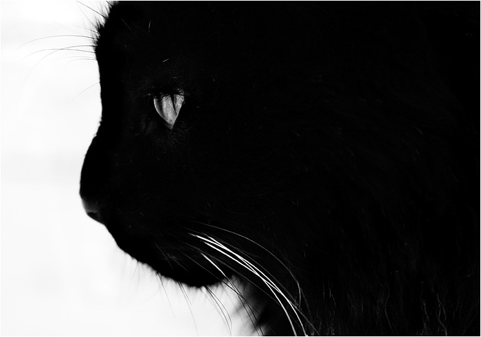 Chat Noir