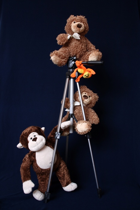 Bears at Play