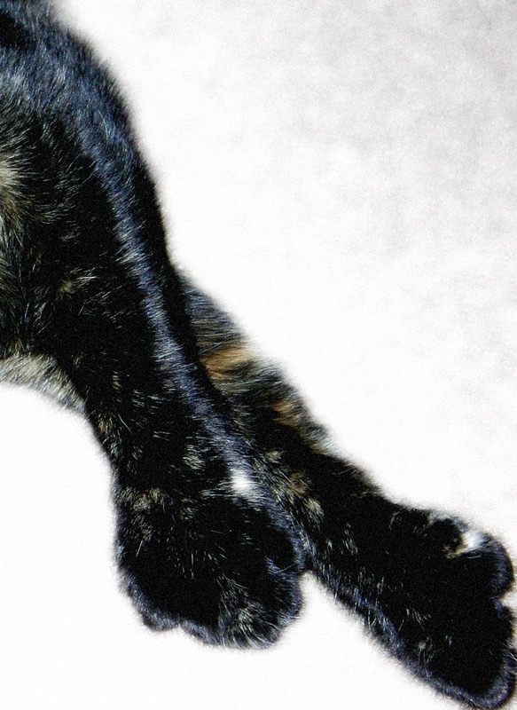 Polydactile
