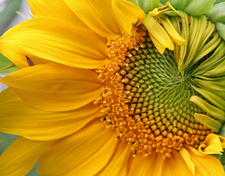 Sunflower