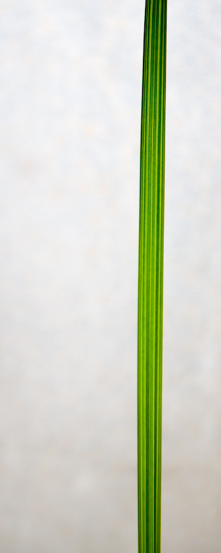 Sprouting Date Palm