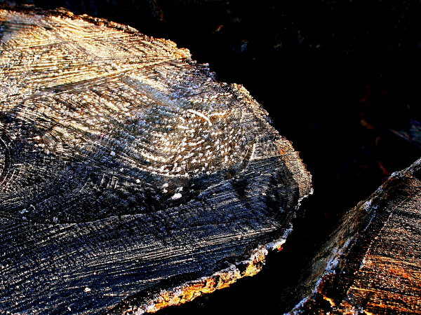Frosted Logs