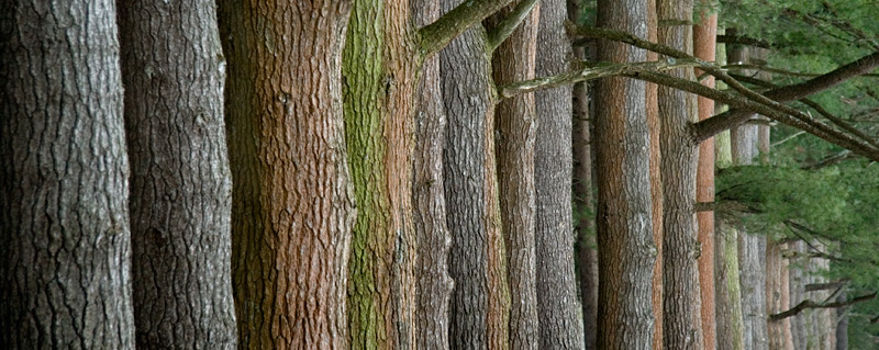 The Trees