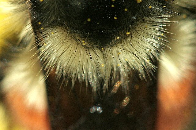 Whats the Buzz?*