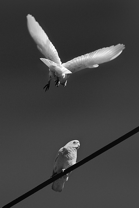 Wire Flyer