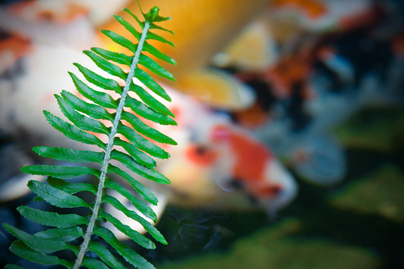 pond frond