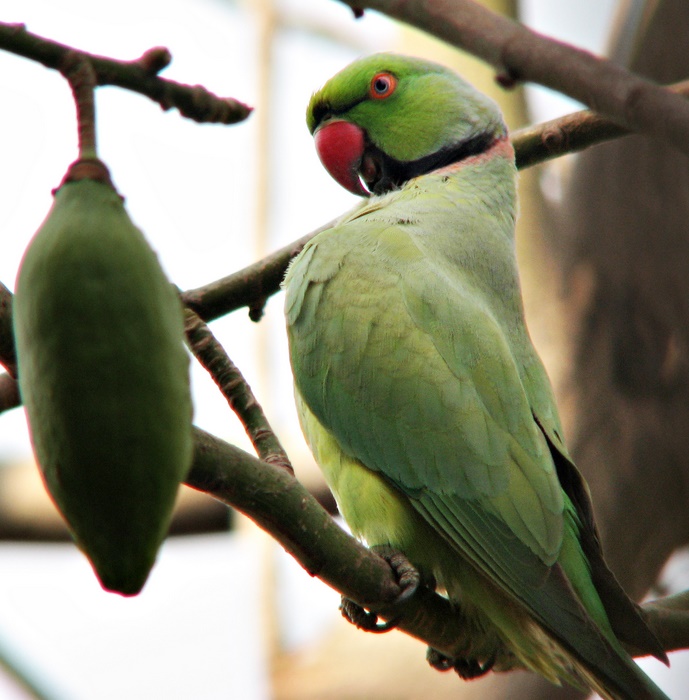 Beak Red and Green Head