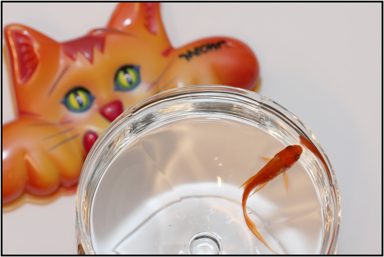 Fish in a Dish