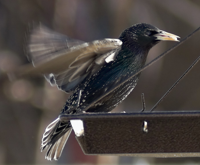 Darling   Starling