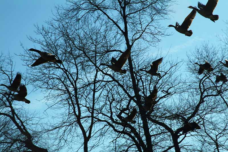 Geese Breeze Through Trees