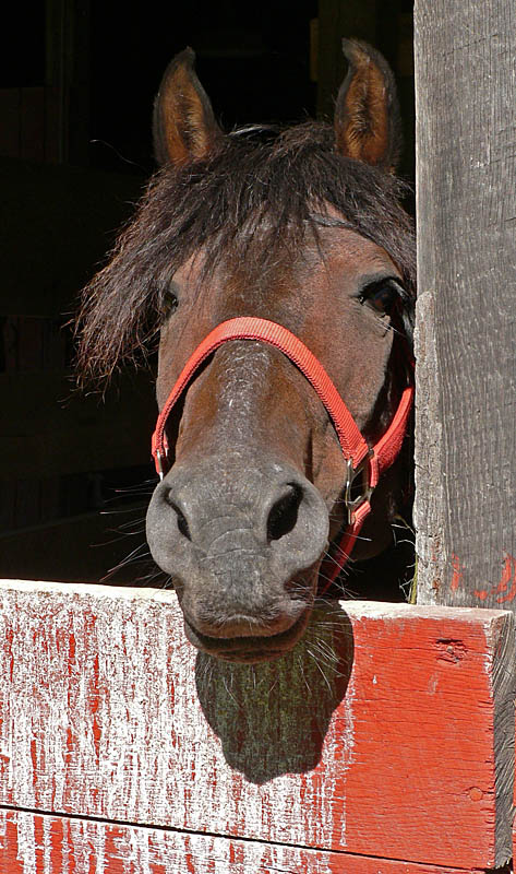 A Horse of Course