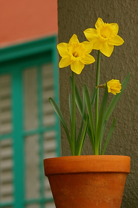10th: daffodil on a windowsill <br>by Tom Doyle