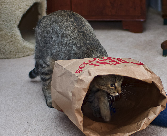 Cat In Sack